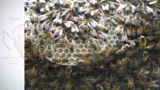 Introduction to Natural Beekeeping with Phil Chandler