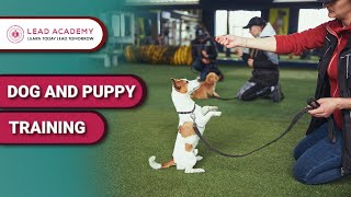 Dog Training Diploma + Dog and Puppy Training